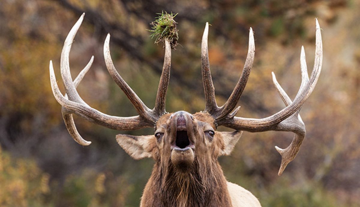Bull Elk