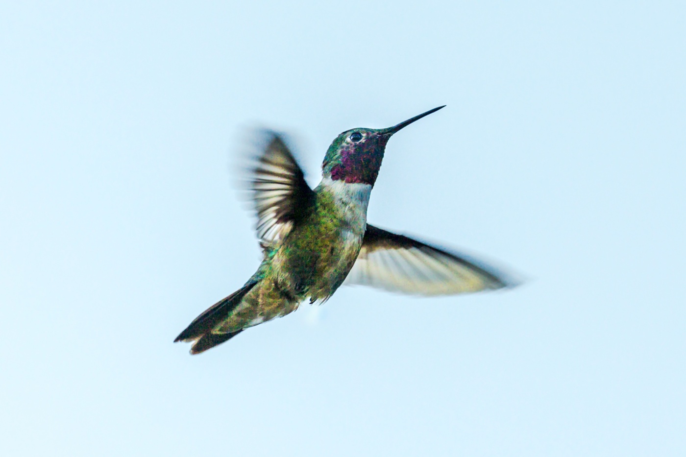 Hummingbird