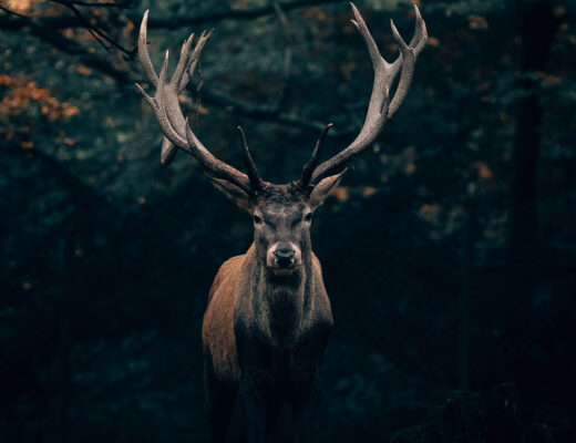 Vision quest and elk